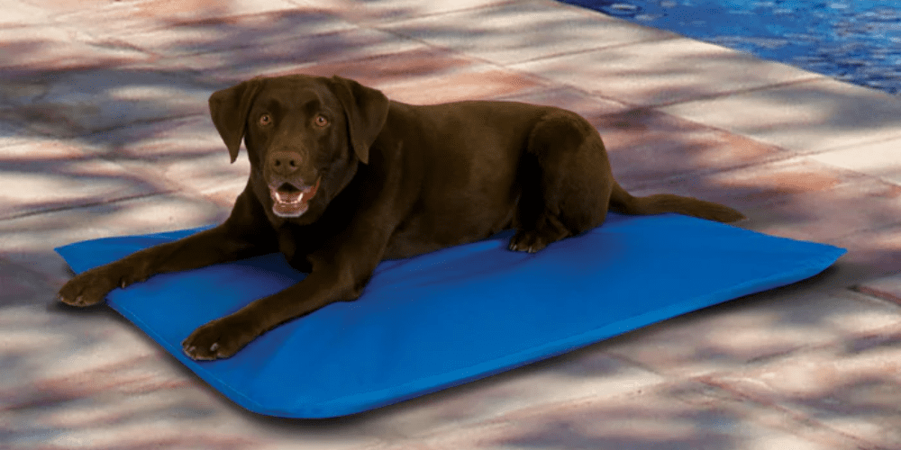 Dog Owners Are Raving About This Cooling Mat – Find Out Why!