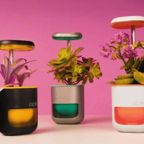 Pico: Your Personal Oasis in a Tiny Garden