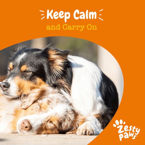 Zesty Paws Calming Chews: The Secret Sauce to a Zen-Like Pup